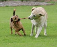 Urlaub mit Hund