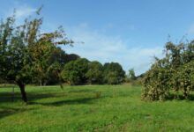 Die Äpfel im Schlosspark sind reif