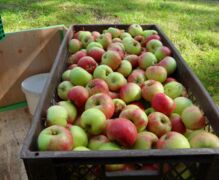 Apfelernte im Schlosspark