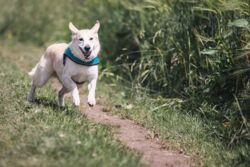 Urlaub mit Hund auf Schloss Pütnitz in Mecklenburg-Vorpommern