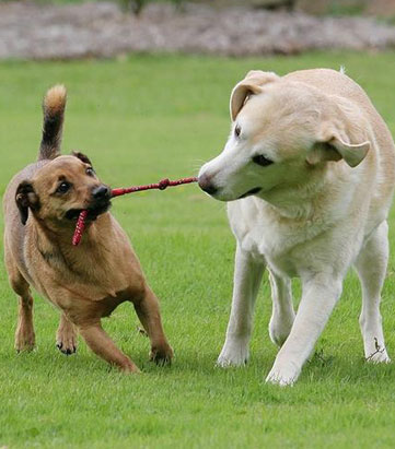 Urlaub mit Hund auf Schloss Pütnitz